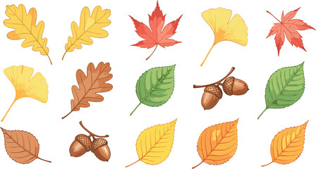 Autumn leaves and acorns collection, colorful fall foliage set with oak maple and ginkgo botanical vector illustration © Kharshad Creative
