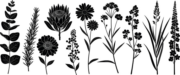 Black vector silhouettes of wildflowers, eucalyptus leaves, herbs, and garden blossoms, minimalist botanical collection for nature design © Zakir