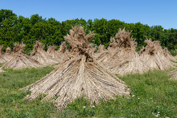 Dry reeds bundled in a field, ready for harvest, under a clear blue sky. © Levente Varga