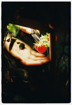 Woman harvesting tomatoes 