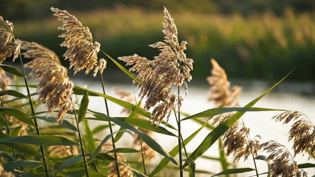 Closeup of tall feathery reeds swaying gently in the breeze near a body of water with soft warm sunlight illuminating the scene and creating a peaceful natural ambiance.