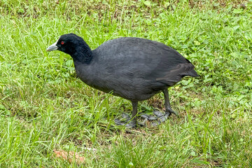 Obraz premium Photograph of a Eurasian Coot walking on and eating grass near Wentworth Falls Lake in the Blue Mountains in New South Wales, Australia