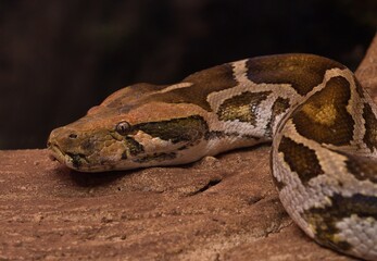 Fototapeta premium Indian python