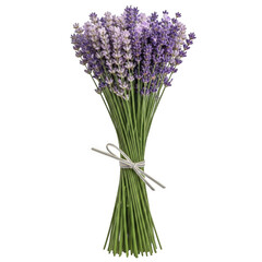Fototapeta premium A beautiful bouquet of purple lavender flowers tied with a ribbon isolated on transparent background
