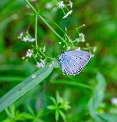 female cupido alcetas the Provencal short-tailed blue butterfly