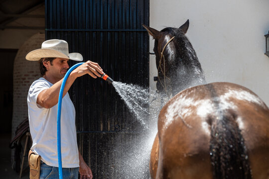 Cowboy Washing Wild Mustang At Stable