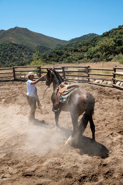 Cowboy Training Wild Mustang In Corral