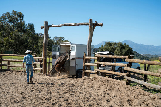 Cowboy Unloading Wild Horse From Trailer At Ranch