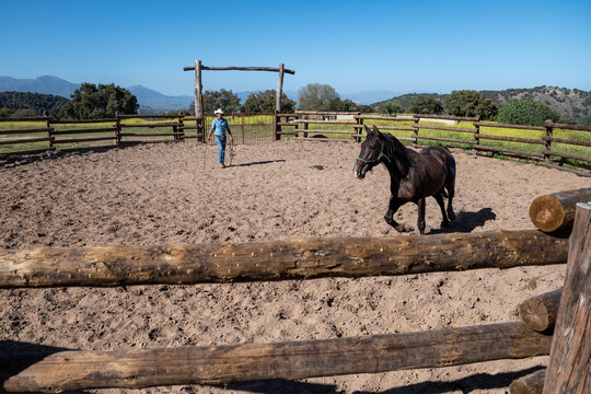 Cowboy Training Horse In Round Mountain Corral
