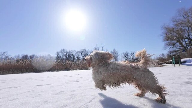 Joyful Dog Running on Sunny Winter Snow