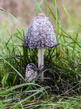 Mushroom in the grass