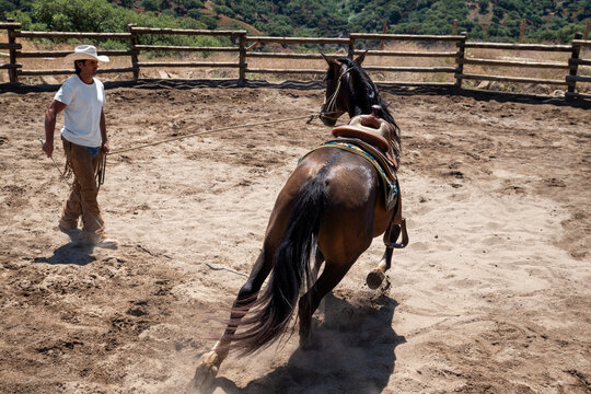 Cowboy Training Wild Mustang In Corral