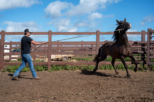 Cowboy Controlling Rearing Horse In Training Corral