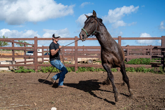 Cowboy Training Wild Horse Running In Corral
