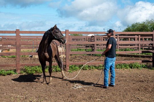 Cowboy Training Wild Horse Running In Corral