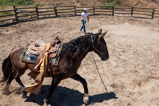 Cowboy Training Wild Mustang In Corral