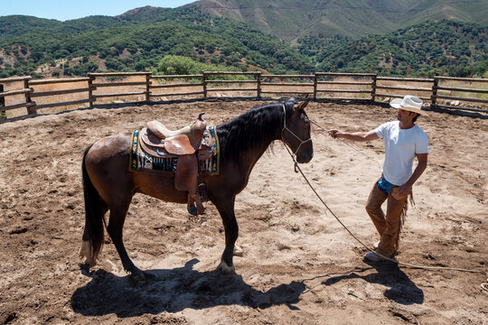Cowboy Training Wild Mustang In Corral