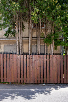 Thin trees behind a wooden fence in front of a house wall