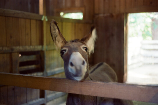 Portrait of a donkey