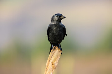 Fototapeta premium Jackdaw, Scientific name: Coloeus monedula, close up of a Jackdaw in winter, facing right and perched on a tree stump. Clean background. Horizontal. Copy space