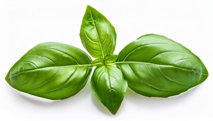 Obraz premium fresh green basil leaves isolated on white background