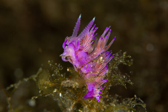 Purple Gem of the Sea: A vibrant Violet Sea Slug (Flabellina affinis) on hydroids, Tamariu, Spain