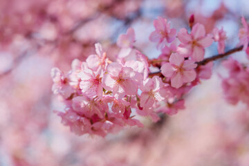 Fototapeta premium 桜の花の房
