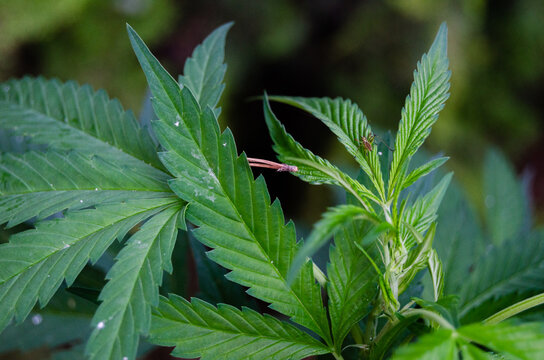 CBD Hemp Plant with Whitefly Damage &ndash; Organic Farming Challenge