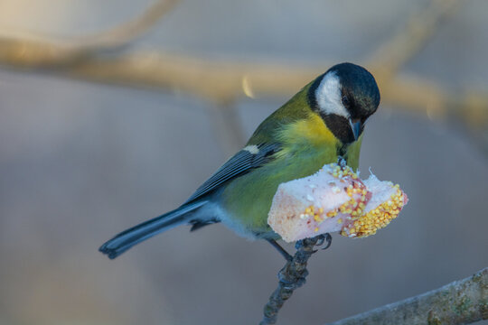 great tit parus major on the feeder