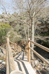 Immersive low angle shot of a wooden footbridge pathway leading into a dense jungle