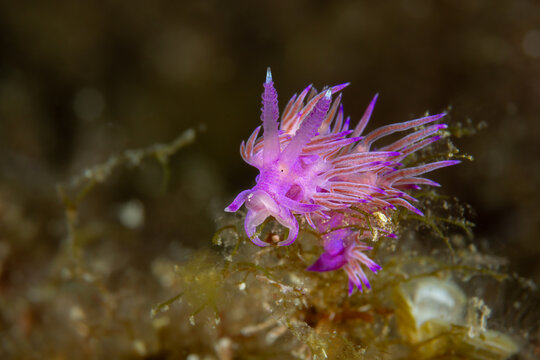 Violet Flame &ndash; Flabellina affinis on Reef Substrate