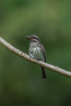 Streaked flycatcher bird eating an insect
