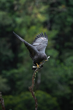 Solitary eagle. Bird of prey