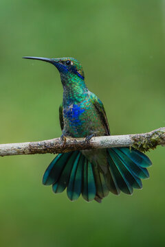 Sparkling Violetear Hummingbird. Colorful bird.