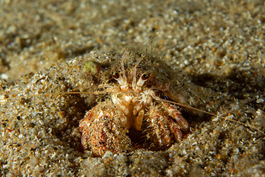 Symbiotic Duo: A Prideaux's Hermit Crab (Pagurus prideauxi) carrying its Cloak Anemone (Adamsia palliata), Tamariu, Spain
