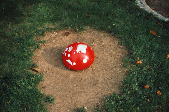 A fake agaric mushroom on the ground