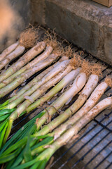 An aerial view of fresh spring onions, or Catalan cal&ccedil;ots, lined up on a grill to roast them in the traditional style for a cal&ccedil;otada.