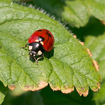 Coccinelle pos&eacute;e sur une feuille verte au printemps