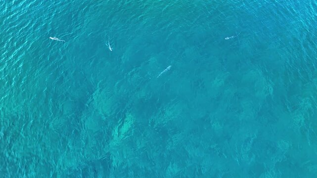 Aerial view of sharks cutting through the clear turquoise water, creating mesmerizing patterns in Naavaidhoo, Haa Dhaalu City, Maldives.
