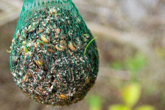 spoiled bird food with sprouted seeds