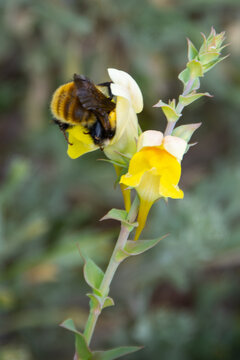 Western bumble bee pollinating a dalmation toadflax wildflower, Yellowstone National Park