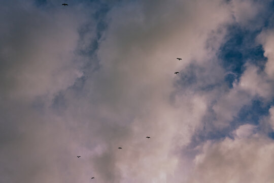 Bird flying