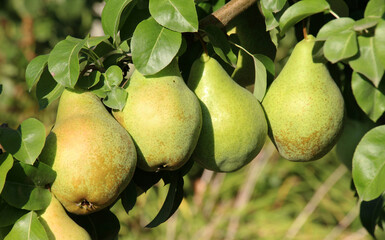 Pears ripen on the tree branch.