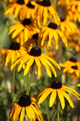 Rudbeckia blooms in the garden