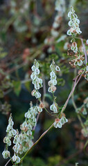 Wild shrub buckwheat (Fallopia dumetorum) which twists grows in the wild