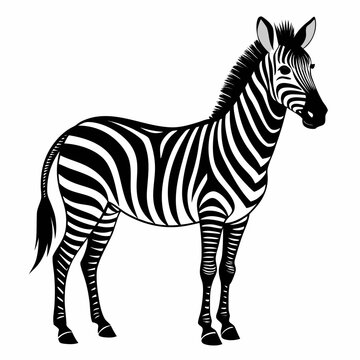 Zebra black and white isolated vector illustration. Detailed hand drawn line art with bold contour lines on white background.