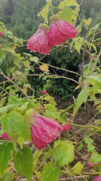 Raindrops on Brazil Abutilon Buds: Slow Motion 4K Vertical