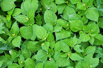 In the field it blooms galinsoga parviflora