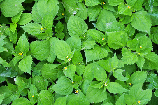 In the field it blooms galinsoga parviflora