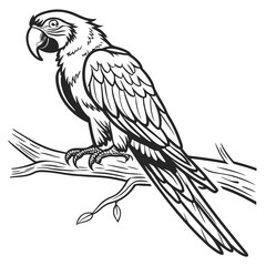 Fototapeta premium Macaw parrot sitting on a branch black and white isolated vector illustration in vintage style. 